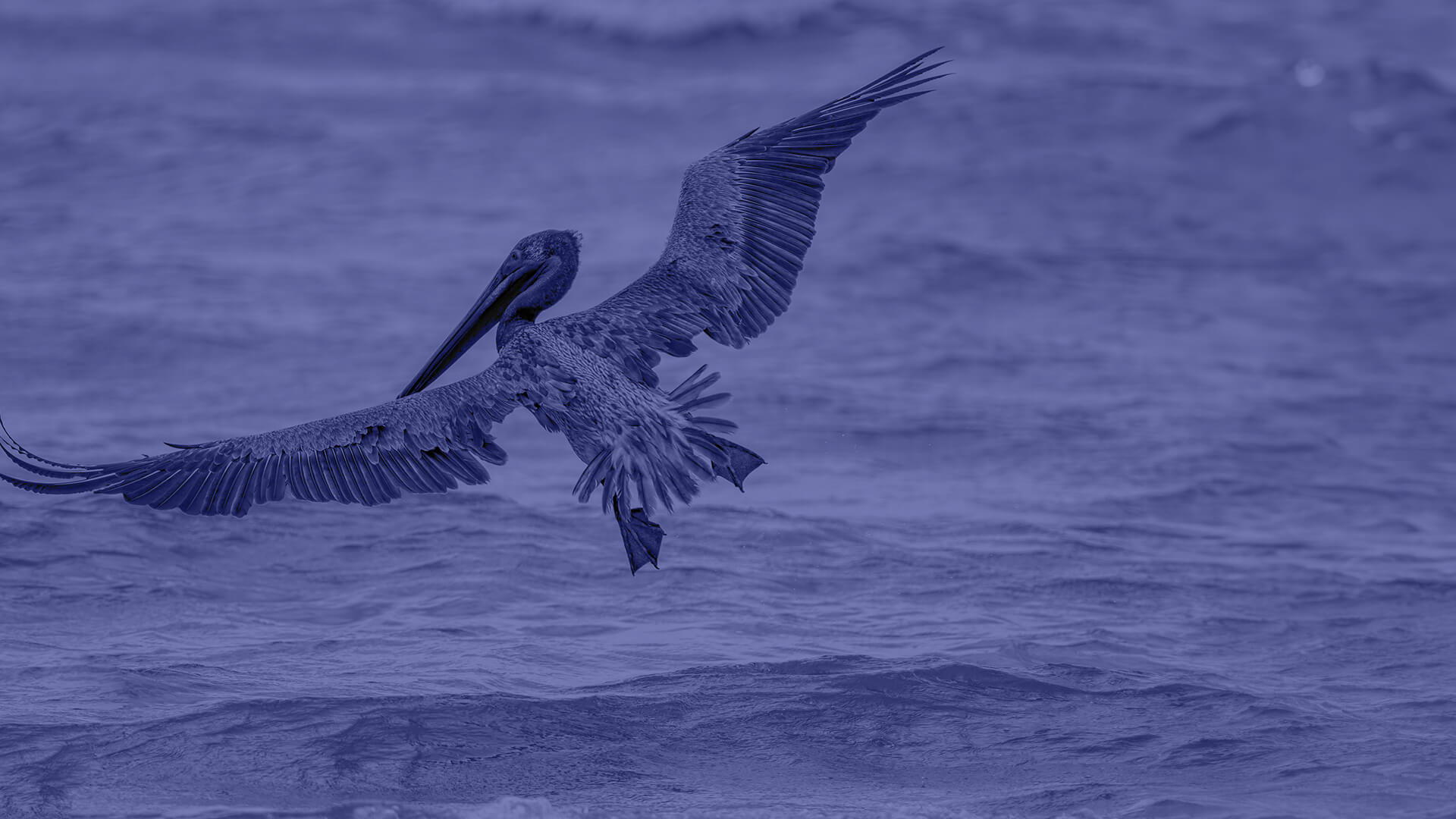A pelican in flight over the ocean